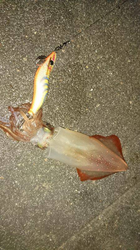 雨のちケンサキ