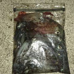 ライトケンサキ