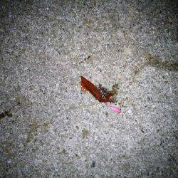 ケンサキ&サビキ釣行