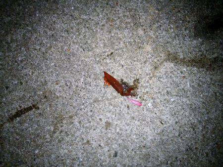 ケンサキ&サビキ釣行