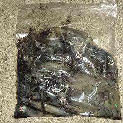 沼島のトップゲームでシイラ