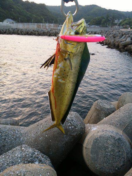 沼島のトップゲームでシイラ