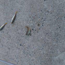 お盆休みは釣り三昧!