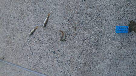 お盆休みは釣り三昧!