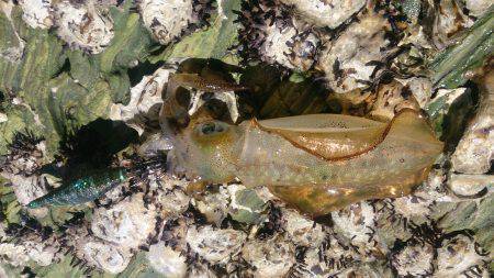 フラフライカ釣り旅