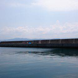 田ノ浦で良サイズのイワシ