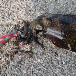 和歌山適当釣行