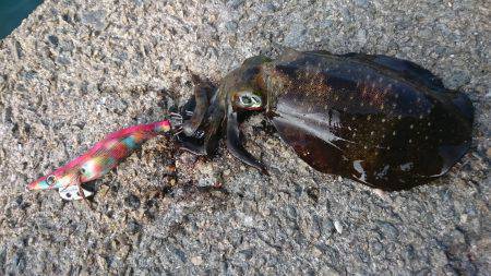 和歌山適当釣行