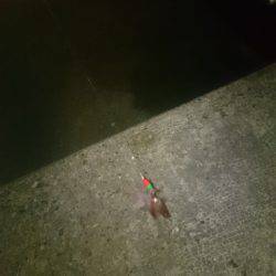 ケンサキエギング