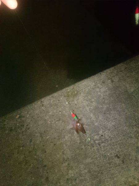 ケンサキエギング