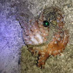 沼隈にてボンボンチヌ