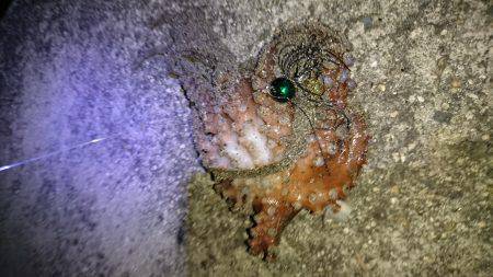 沼隈にてボンボンチヌ