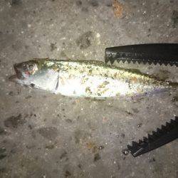 ワインドからアジング