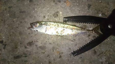 ワインドからアジング