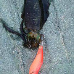 アオリイカ狙い