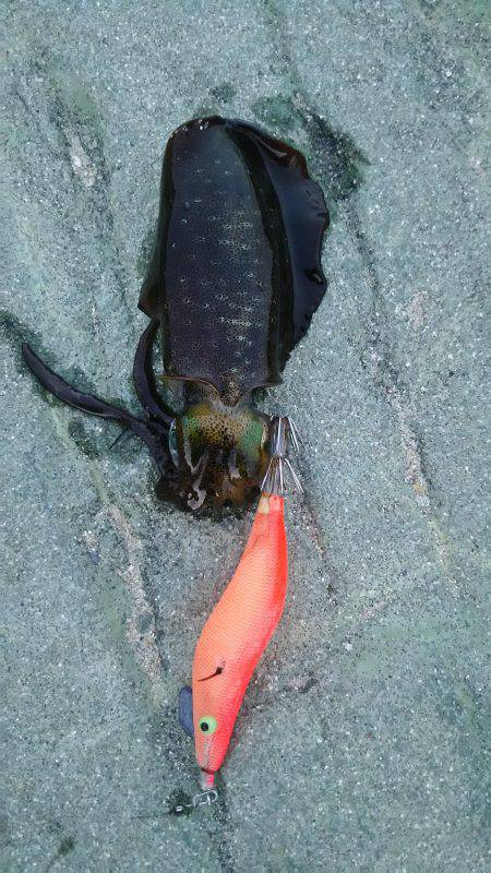 アオリイカ狙い