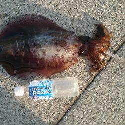 またまた今週も夏イカゲット