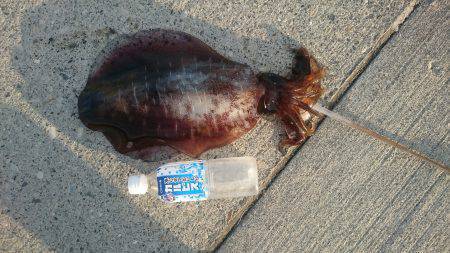 またまた今週も夏イカゲット