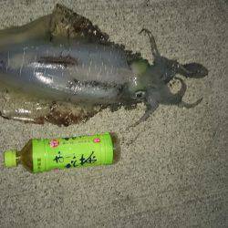 今週も夏イカまたまたゲット