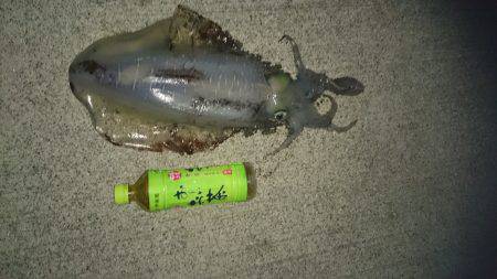 今週も夏イカまたまたゲット