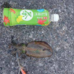 アジが売っていない為ヤエンを止めてエギングで、