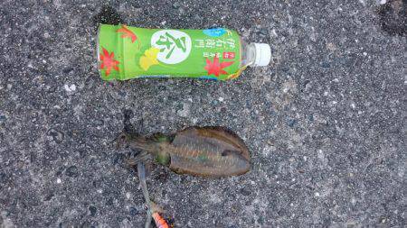 アジが売っていない為ヤエンを止めてエギングで、