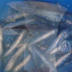 タチウオ小さい