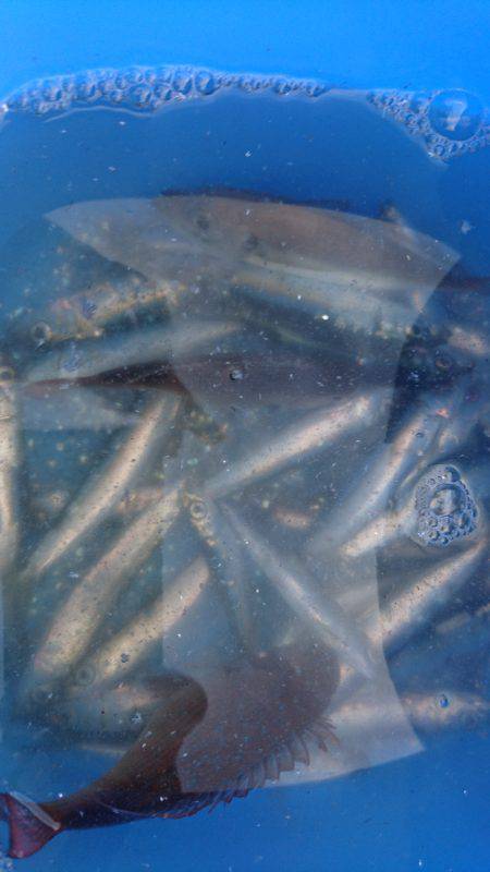 タチウオ小さい