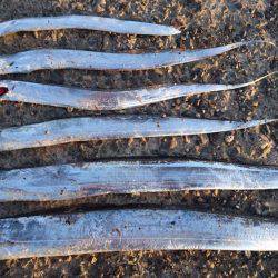 釣れるが小さい