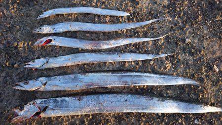 釣れるが小さい