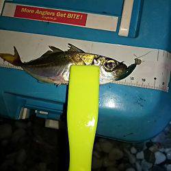 中アジは、何処に？