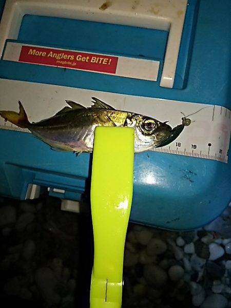 中アジは、何処に？