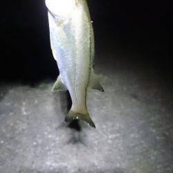 何が出るかな？