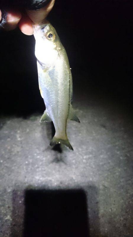 何が出るかな？