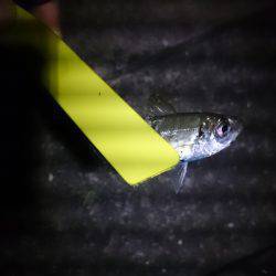 どっちもどっち