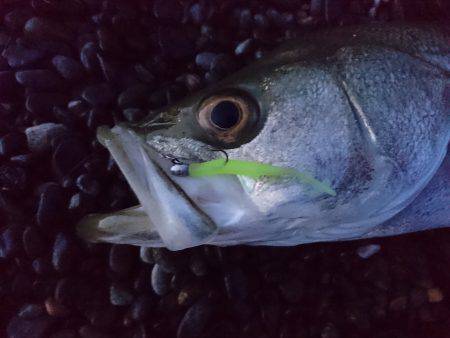 サーフアジングでシーバス