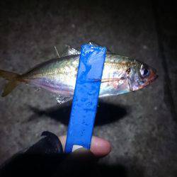 癒しのアジング？