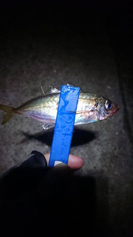 癒しのアジング？