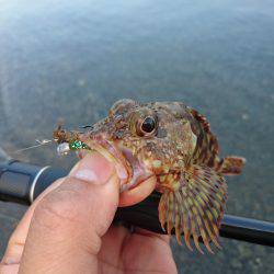 サーフで根魚狙い