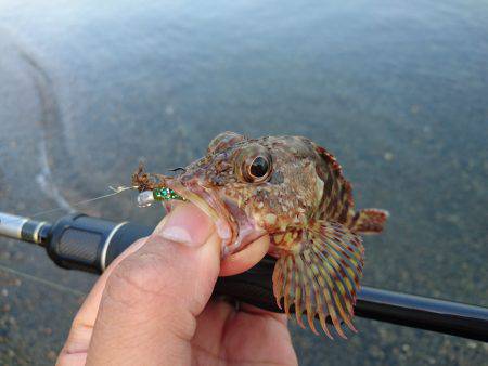 サーフで根魚狙い