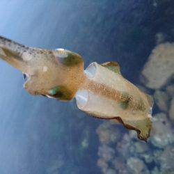 ゴロタで根魚狙い