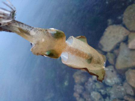 ゴロタで根魚狙い