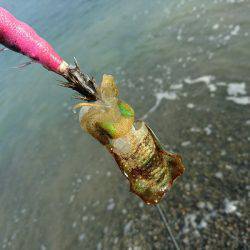 サーフエギング