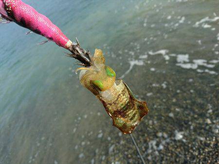 サーフエギング