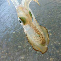 サーフの新子調査