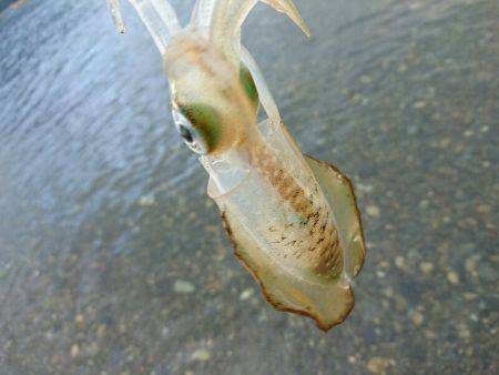 サーフの新子調査