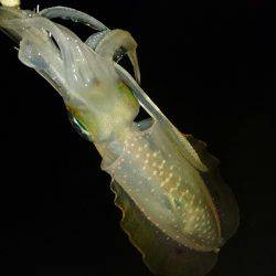 早朝サーフエギング