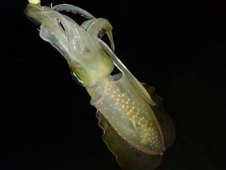 早朝サーフエギング