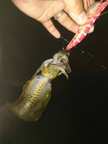 早朝サーフエギング