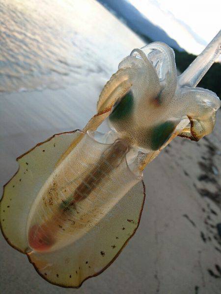 ８月最後のサーフエギング